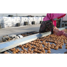 New crop walnuts of GOODLUCK will coming,how many steps we produce walnuts?