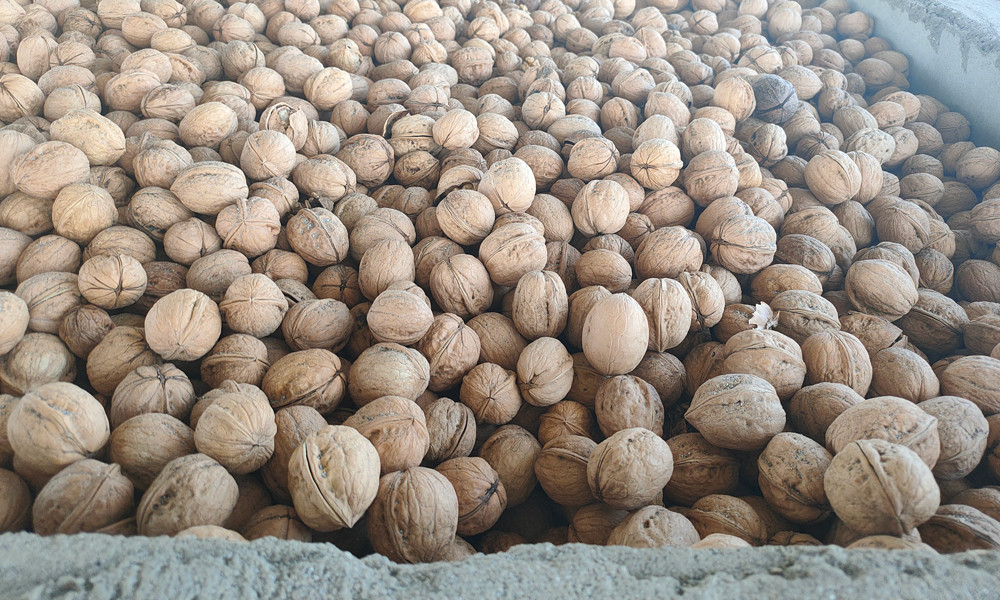 walnuts china manufacturer