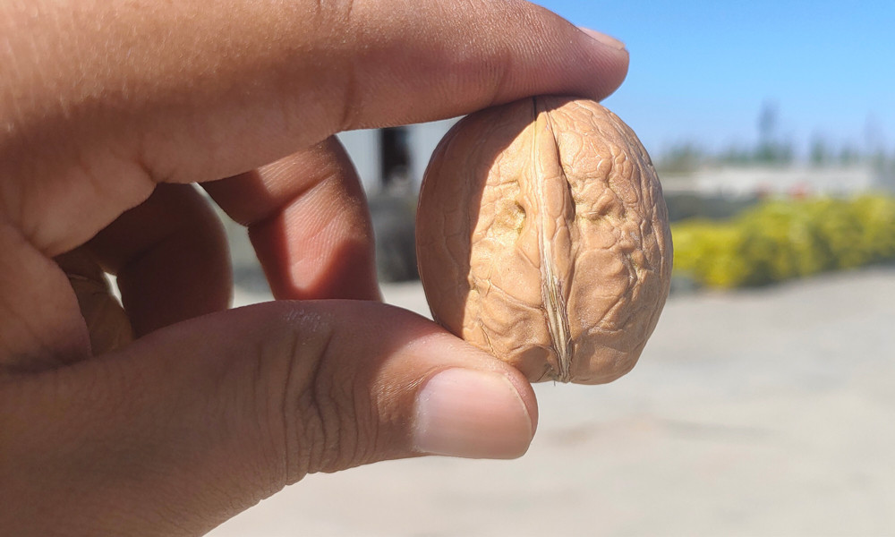 Anuga exhibition walnut