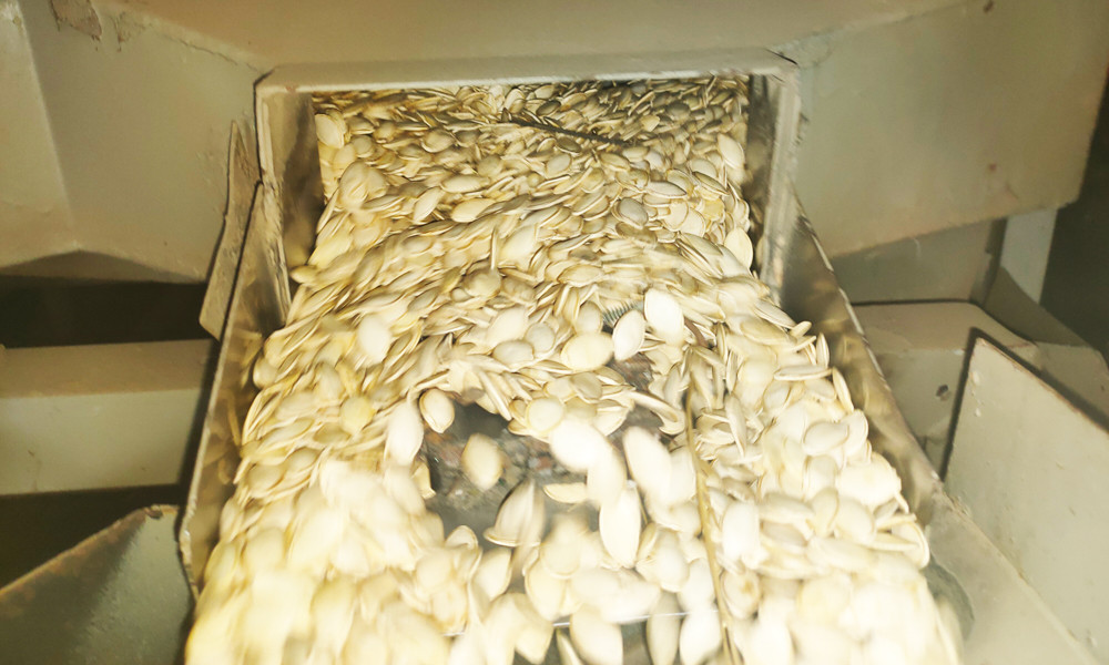 Pumpkin seed factory,Pumpkin seed Manufacturer