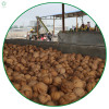 Whole walnuts in shell | New crop walnuts supplied by factories