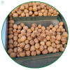 Whole walnuts in shell | New crop walnuts supplied by factories