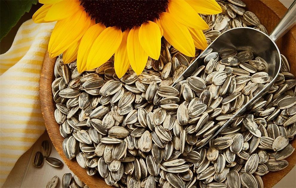 the production process of sunflower seeds,sunflower seeds manufacturer