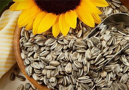 How Are Sunflower Seeds Made?