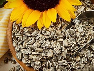 Comment sont fabriquées les graines de tournesol ?