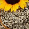 Jak powstają nasiona słonecznika?