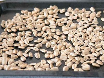 Comment torréfier les graines de tournesol ?