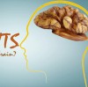 Are Walnuts Good for Your Brain?
