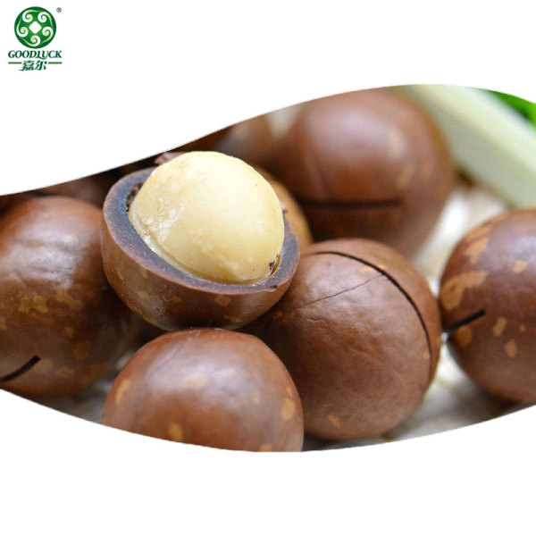 Orzechy Makadamia | Fabryczny luzem Świeży karton próżniowy Naturalne kremowe smaczne orzechy makadamia