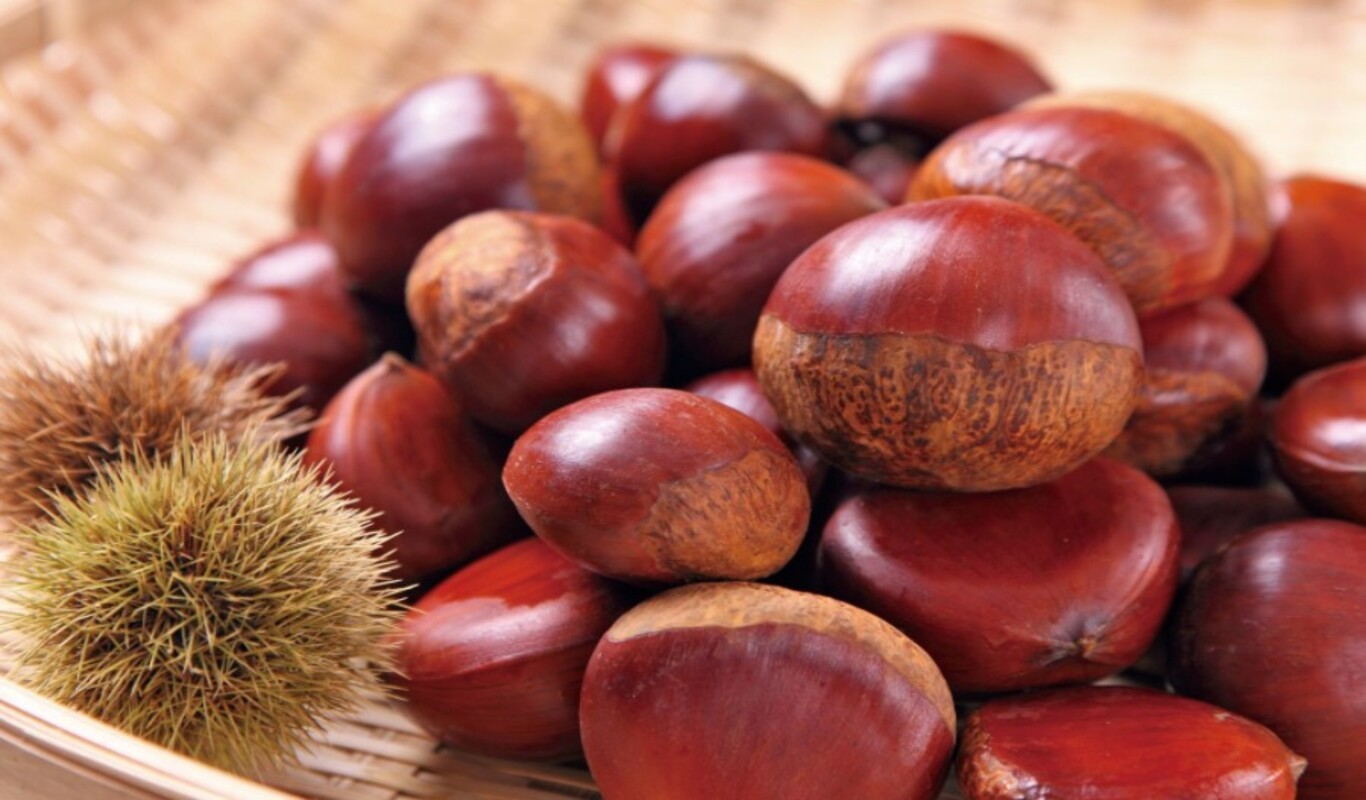 Chestnuts: Health Benefits and Uses.Chestnuts wholesale,Chestnuts china supplier