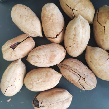 Wholesale Pecan nuts Raw Fragrant Kernels Of Pecans For Snacking With Customized Services