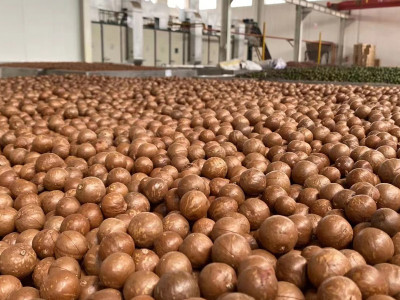 ماذا عن جوز المكاديميا؟