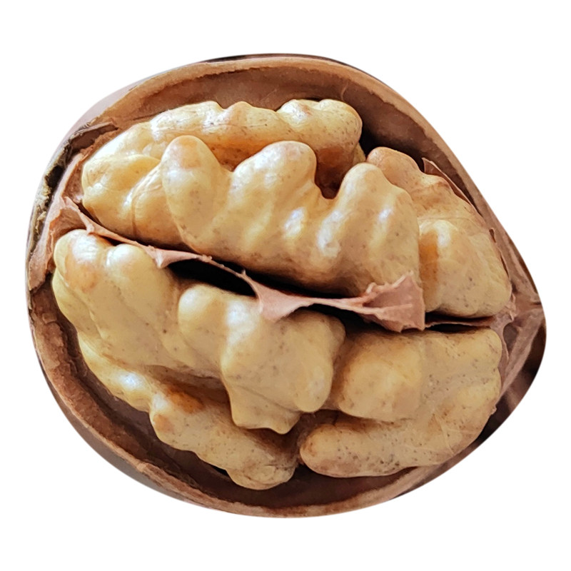 Walnut wholesale