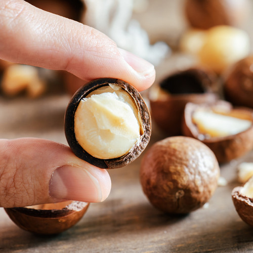 Noix de macadamia fraîches en vrac d'usine | Noix de macadamia en gros pour EXPO