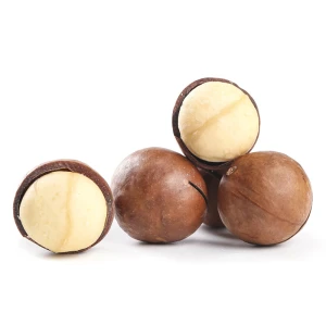 Factory Bulk Fresh Macadamia Nuts | Factory Supply Wholesale Macadamia Nuts For Snacking