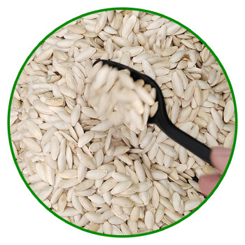 Wholesale pumpkin seeds are edible | Bulk Lady Nail Type Pumpkin Seeds Edible Inshell For Sale