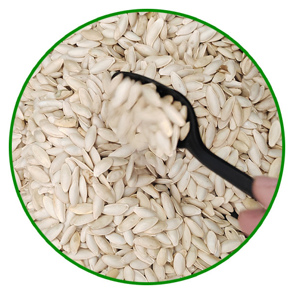 Wholesale pumpkin seeds are edible | Bulk Lady Nail Type Pumpkin Seeds Edible Inshell For Sale