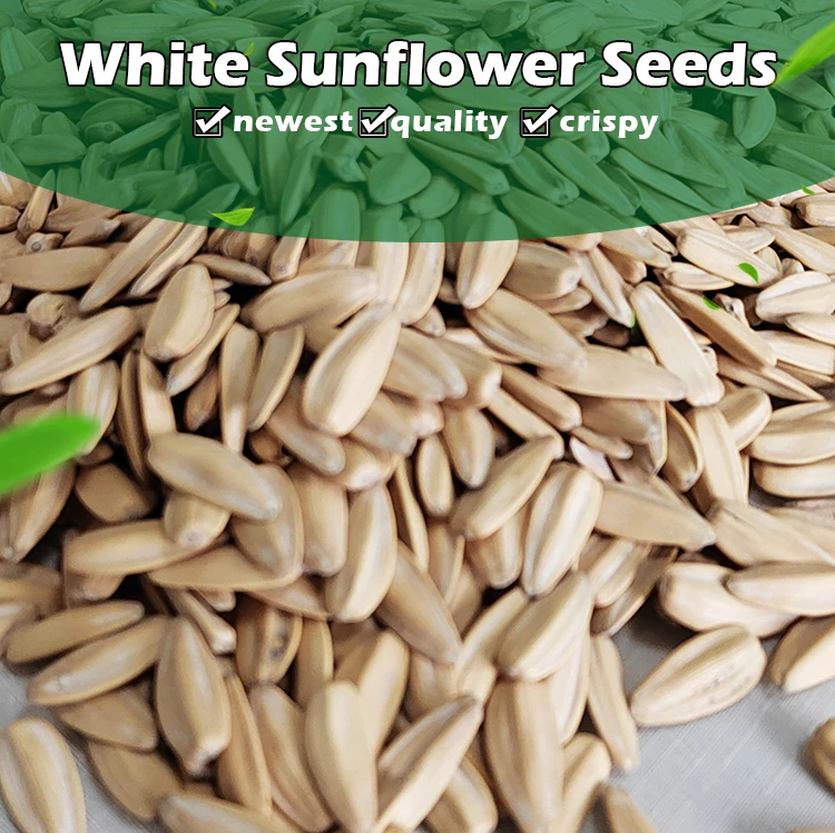 wholesale fried sunflower seeds, Roasted White Sunflower Seeds,White Sunflower Seeds
