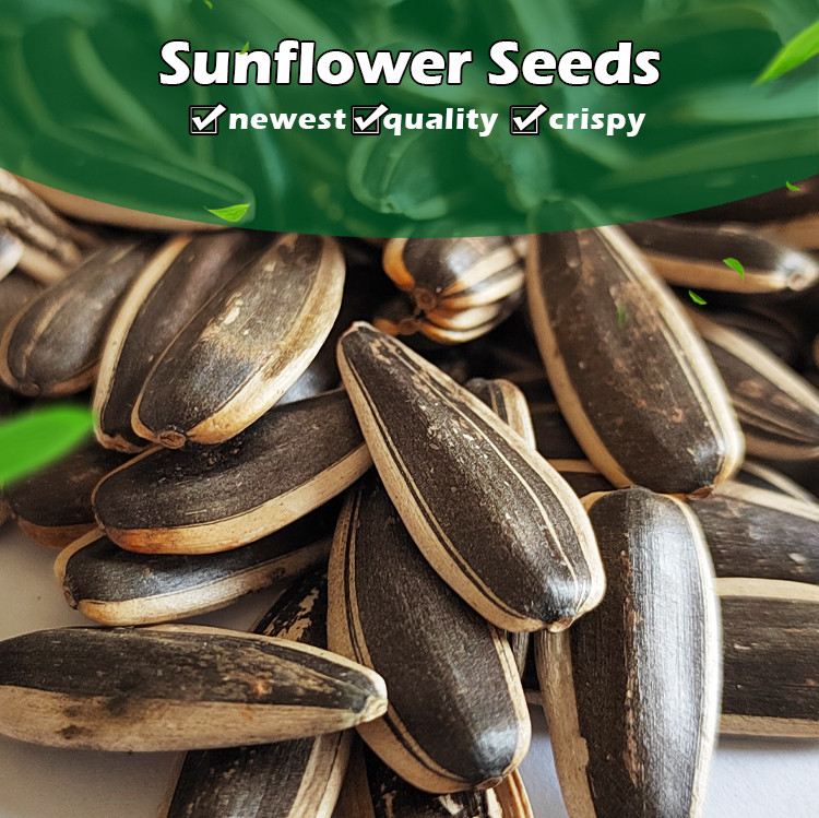 Black sunflower seeds in shell