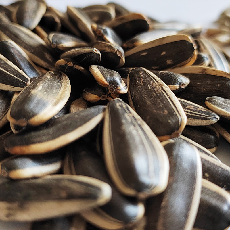 Black sunflower seeds in shell