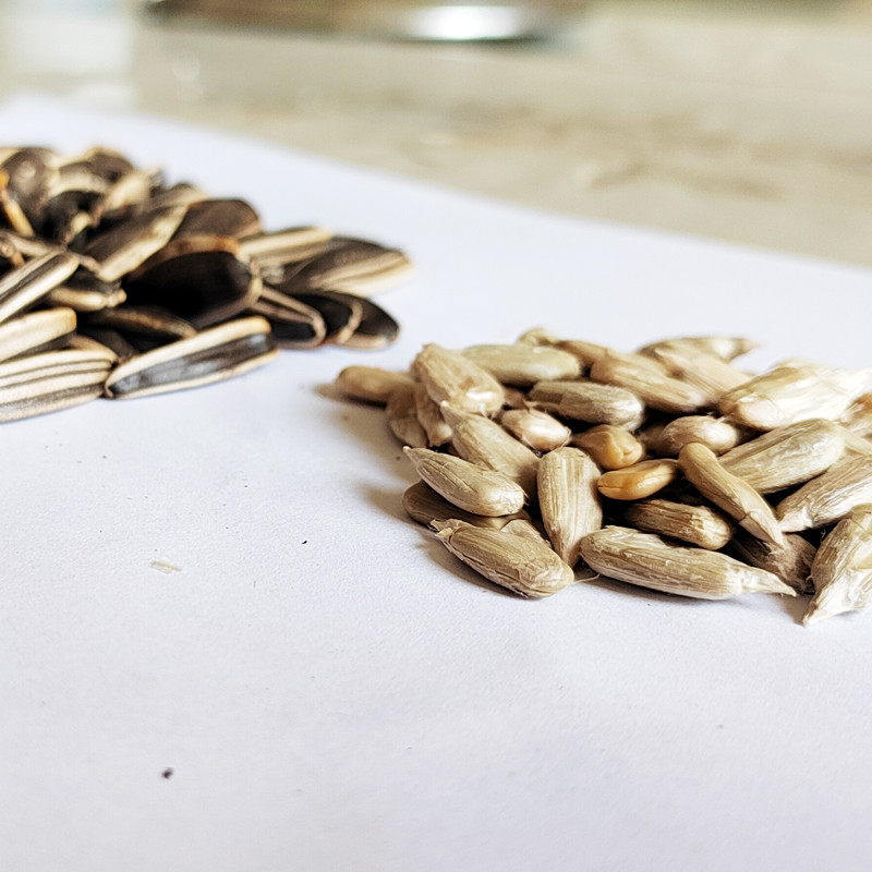 Black sunflower seeds in shell