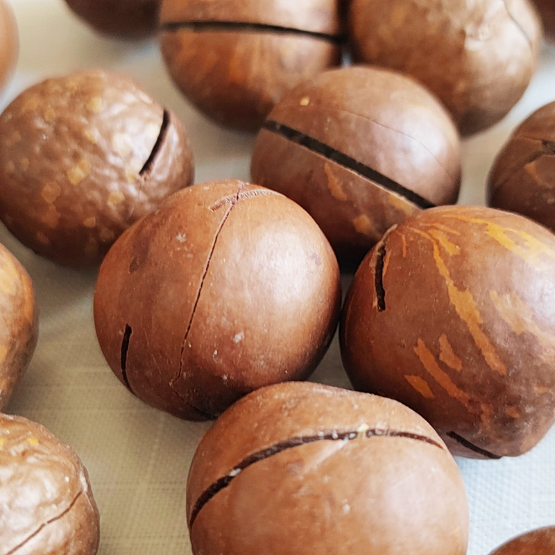 Noix de macadamia fraîches en vrac en usine