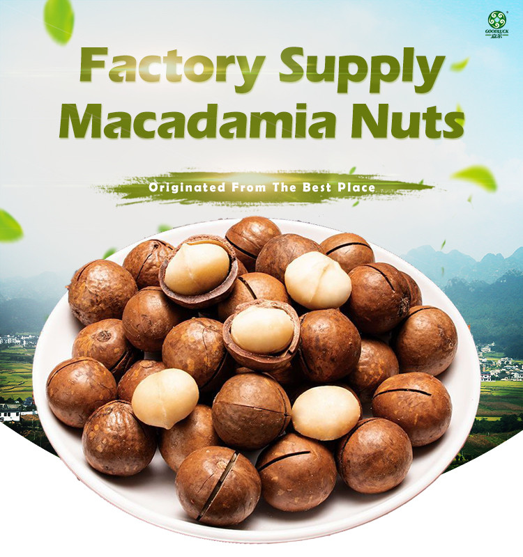 Factory Bulk Fresh Macadamia Nuts