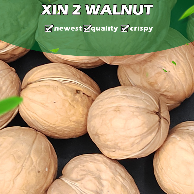 Wholesale Walnuts in-shell