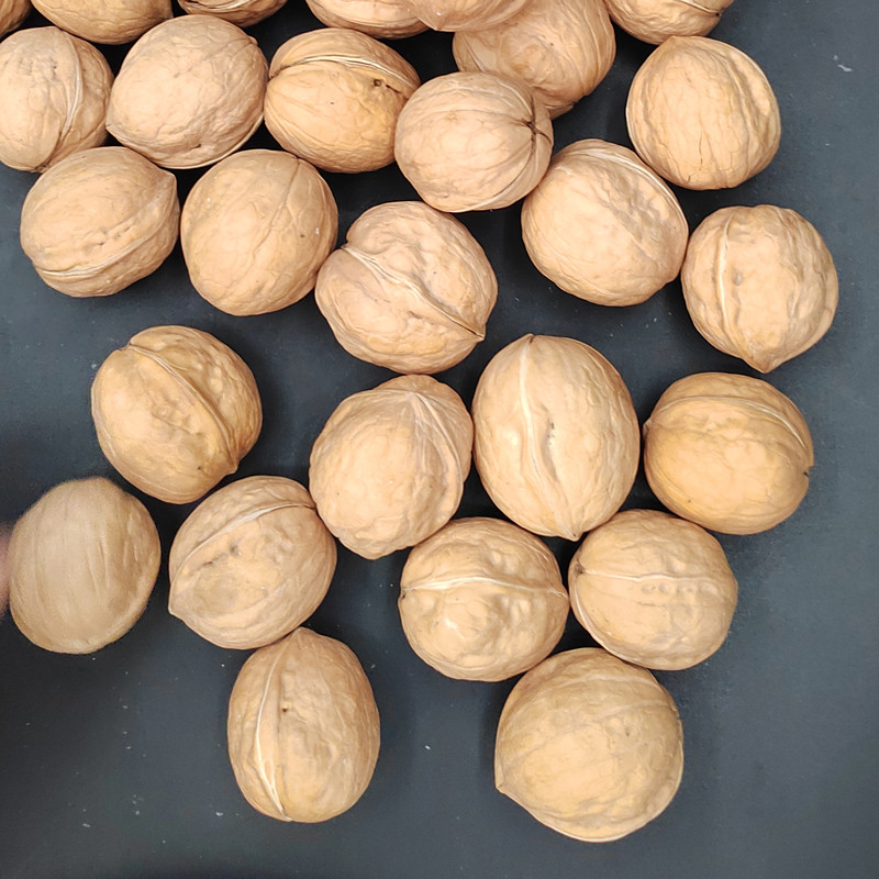 Wholesale Walnuts in-shell