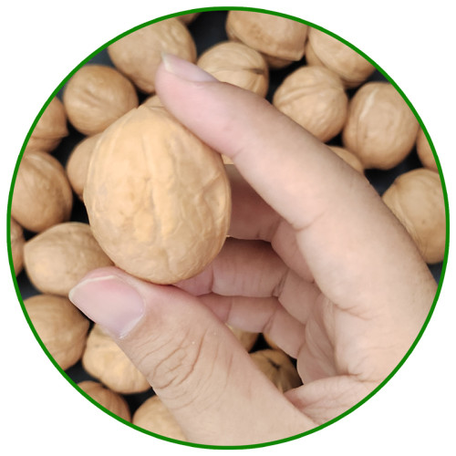 Wholesale Washed Walnuts in-shell New 2 xin 2 Walnuts in shell Top quality