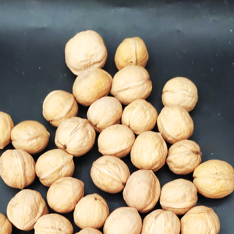 Wholesale Walnuts in-shell