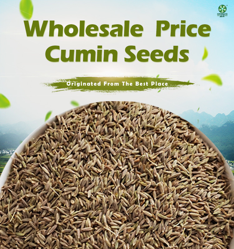 Factory Supply Cumin Seeds