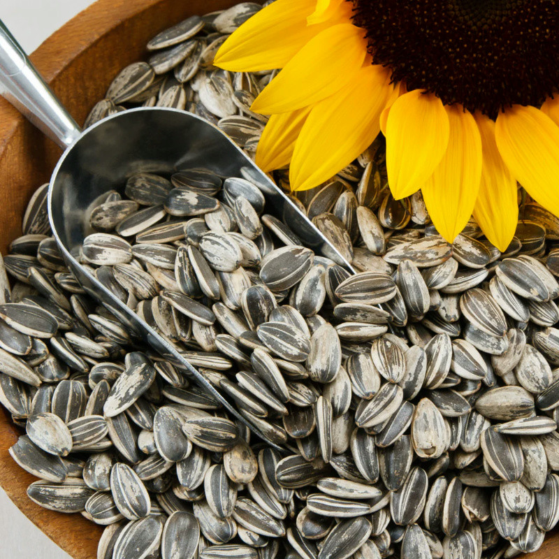 Raw Sunflower Seeds Supplier