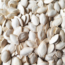 The Value of Edible Pumpkin Seeds | Nutritional Benefits and GOODLUCK’s Premium Supply