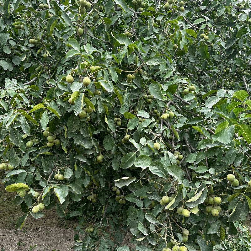 Walnut Kernels