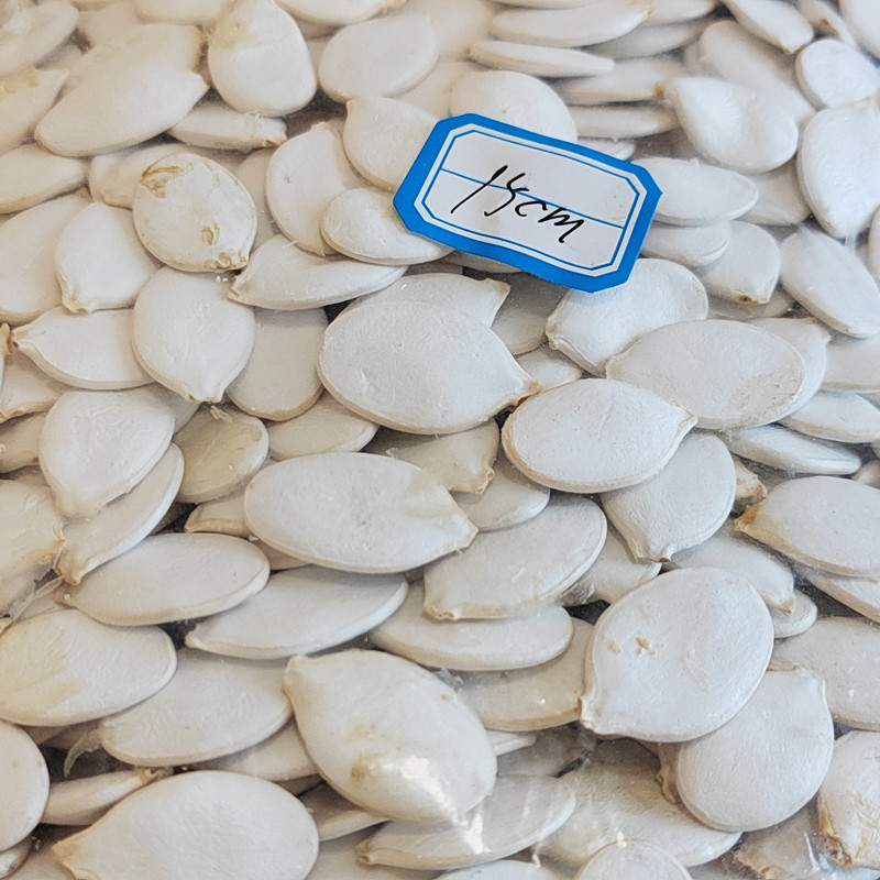 Pumpkin Seeds in Shell