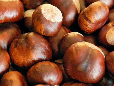Pourquoi les châtaignes sont le joyau caché du marché des noix : une perspective de vente en gros