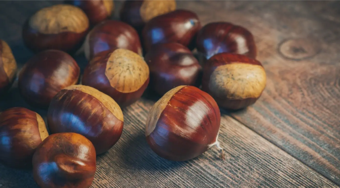 How to Buy the Best Chestnuts Wholesale