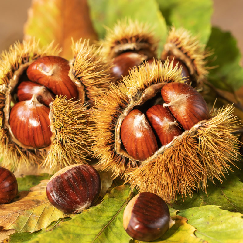 How to Buy the Best Chestnuts Wholesale