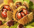 How to Buy the Best Chestnuts Wholesale