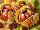 How to Buy the Best Chestnuts Wholesale