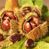 How to Buy the Best Chestnuts Wholesale