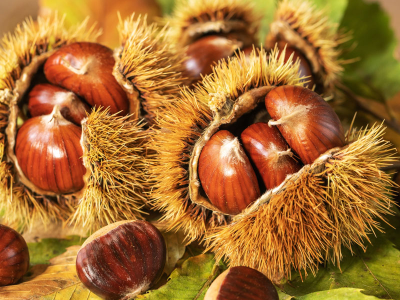 Comment acheter les meilleures châtaignes en gros
