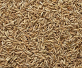 How to Ensure the Highest Quality in Wholesale Cumin Seeds
