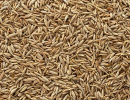 How to Ensure the Highest Quality in Wholesale Cumin Seeds