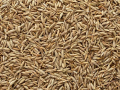 How to Ensure the Highest Quality in Wholesale Cumin Seeds