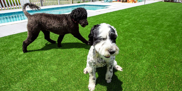 pet turf