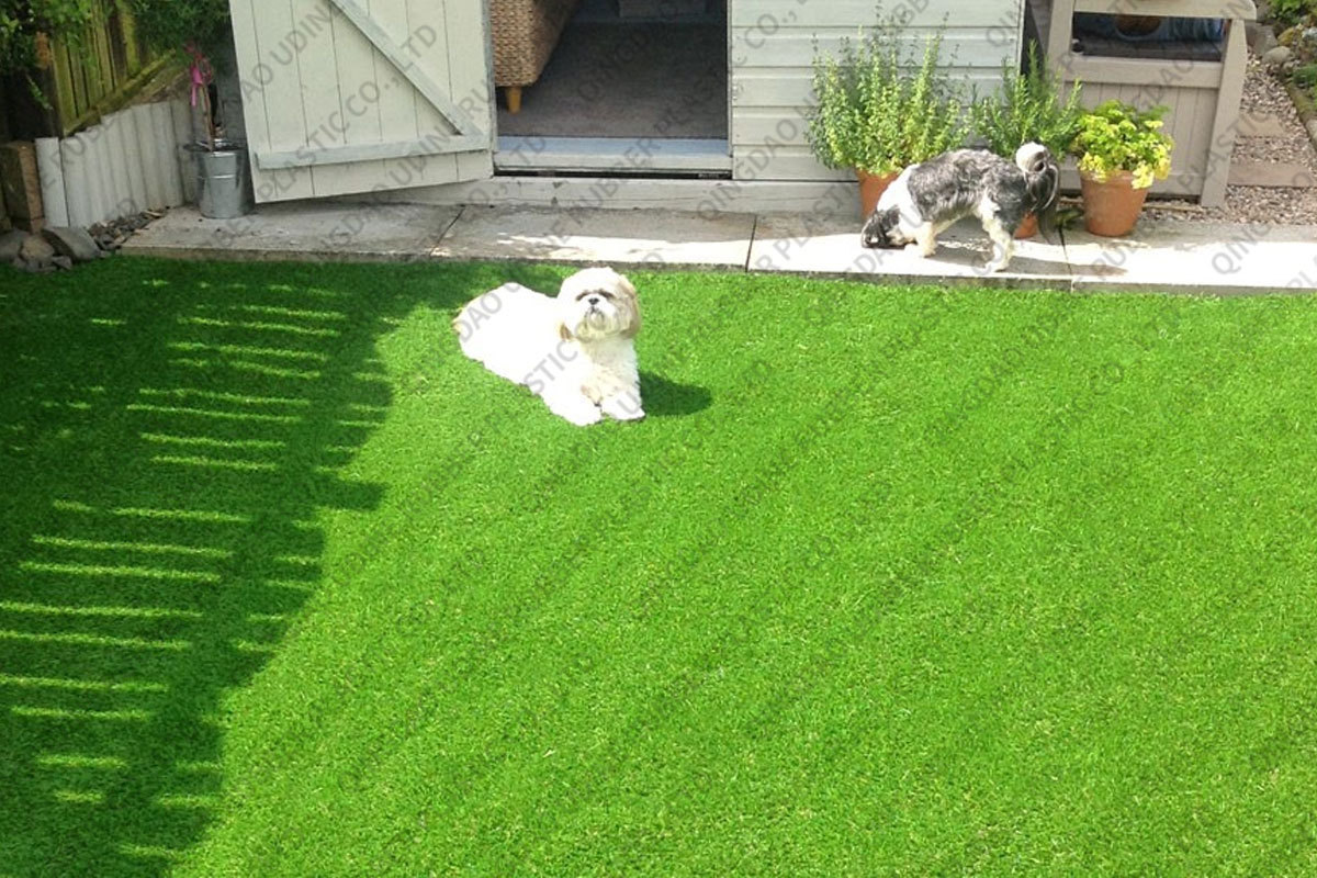 césped para perros
