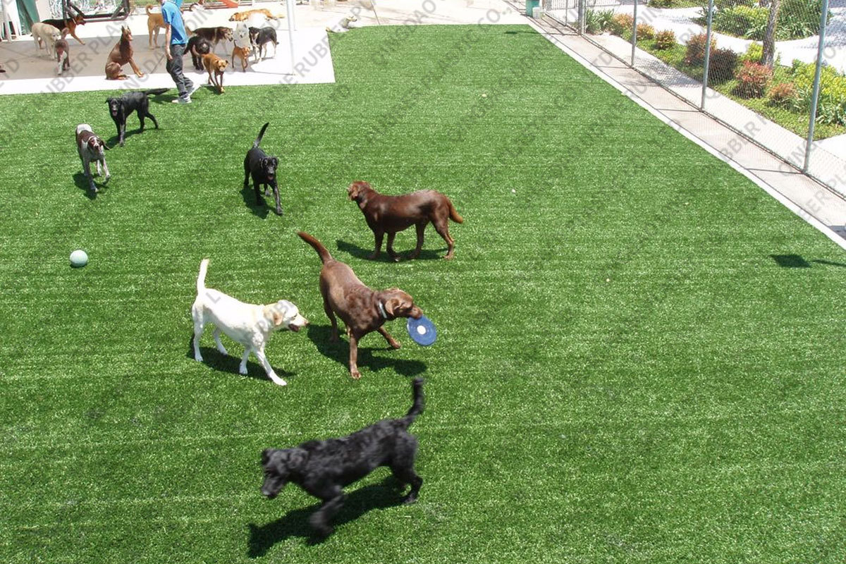 hierba para mascotas