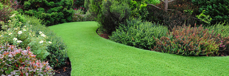 césped de jardín